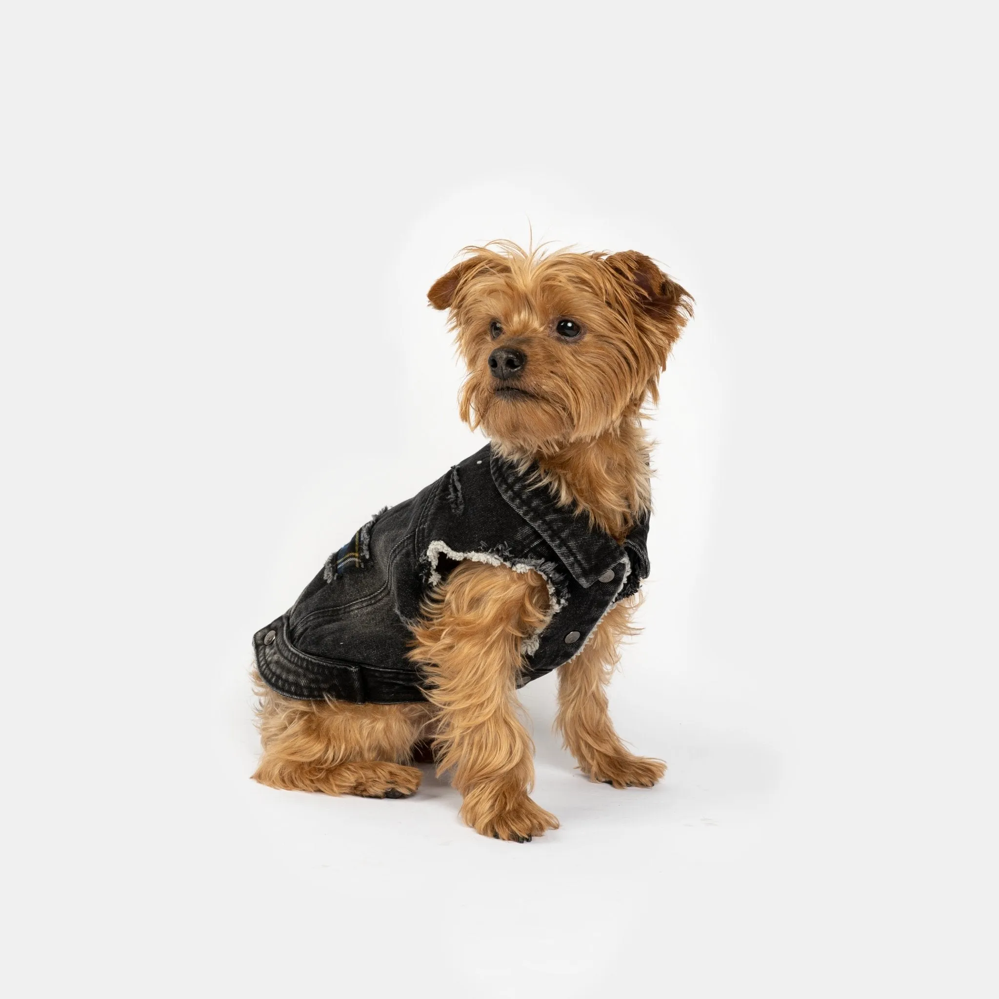 🖤 Spencer Dog Jacket – Distressed Denim with Sherpa Lining & Matte Snaps