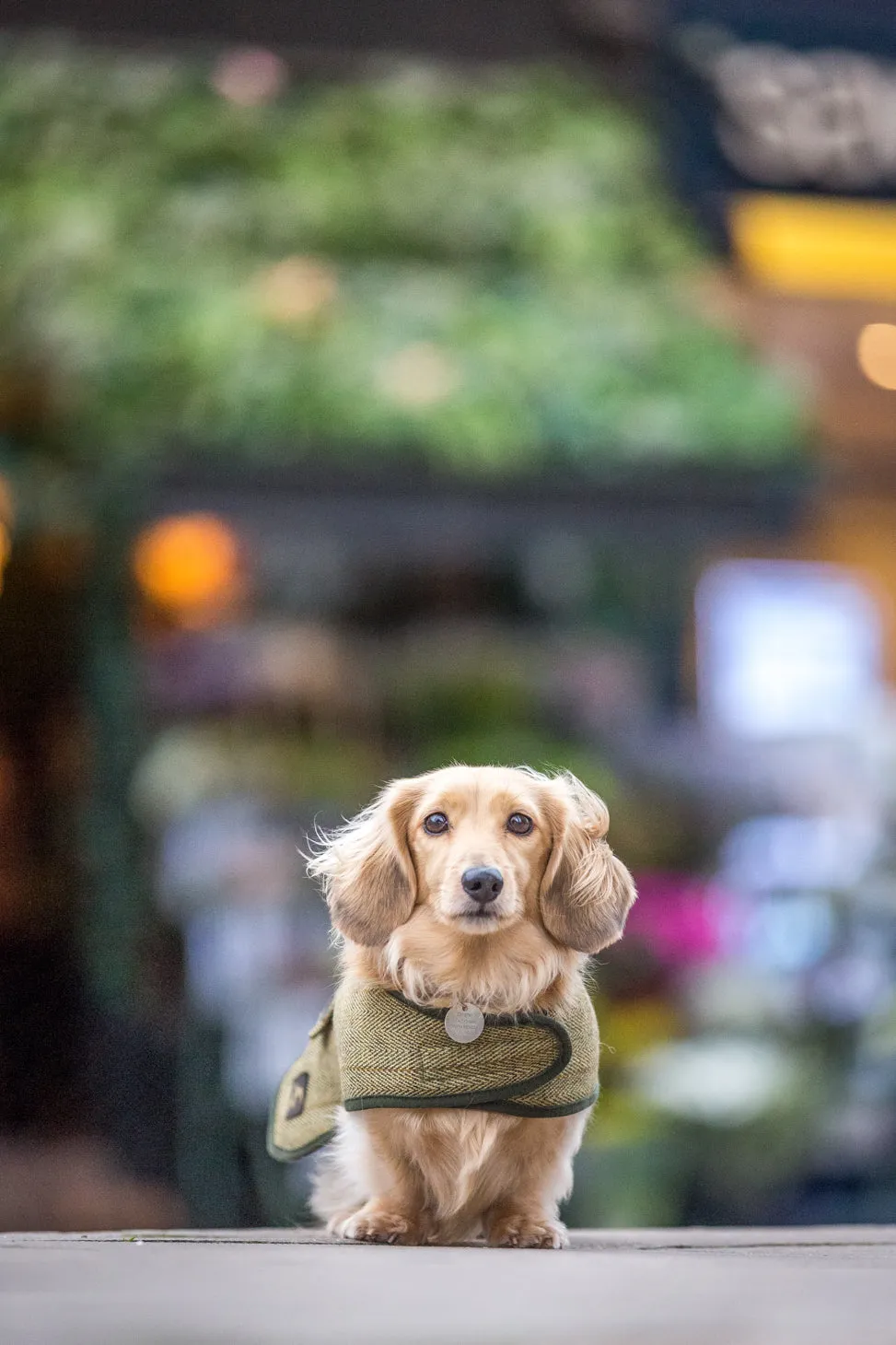 Tweed Dachshund Coat