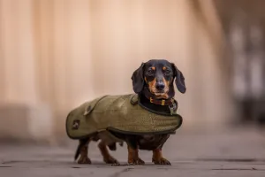 Tweed Dachshund Coat