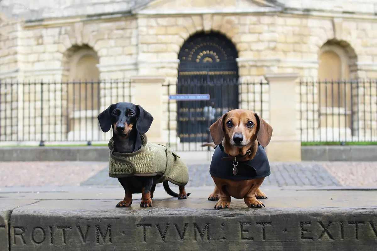 Tweed Dachshund Coat