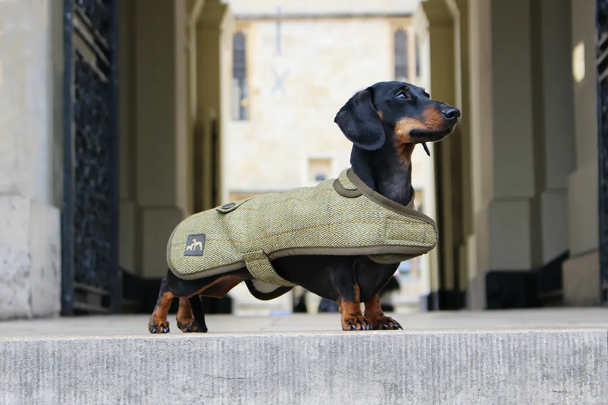 Tweed Dachshund Coat