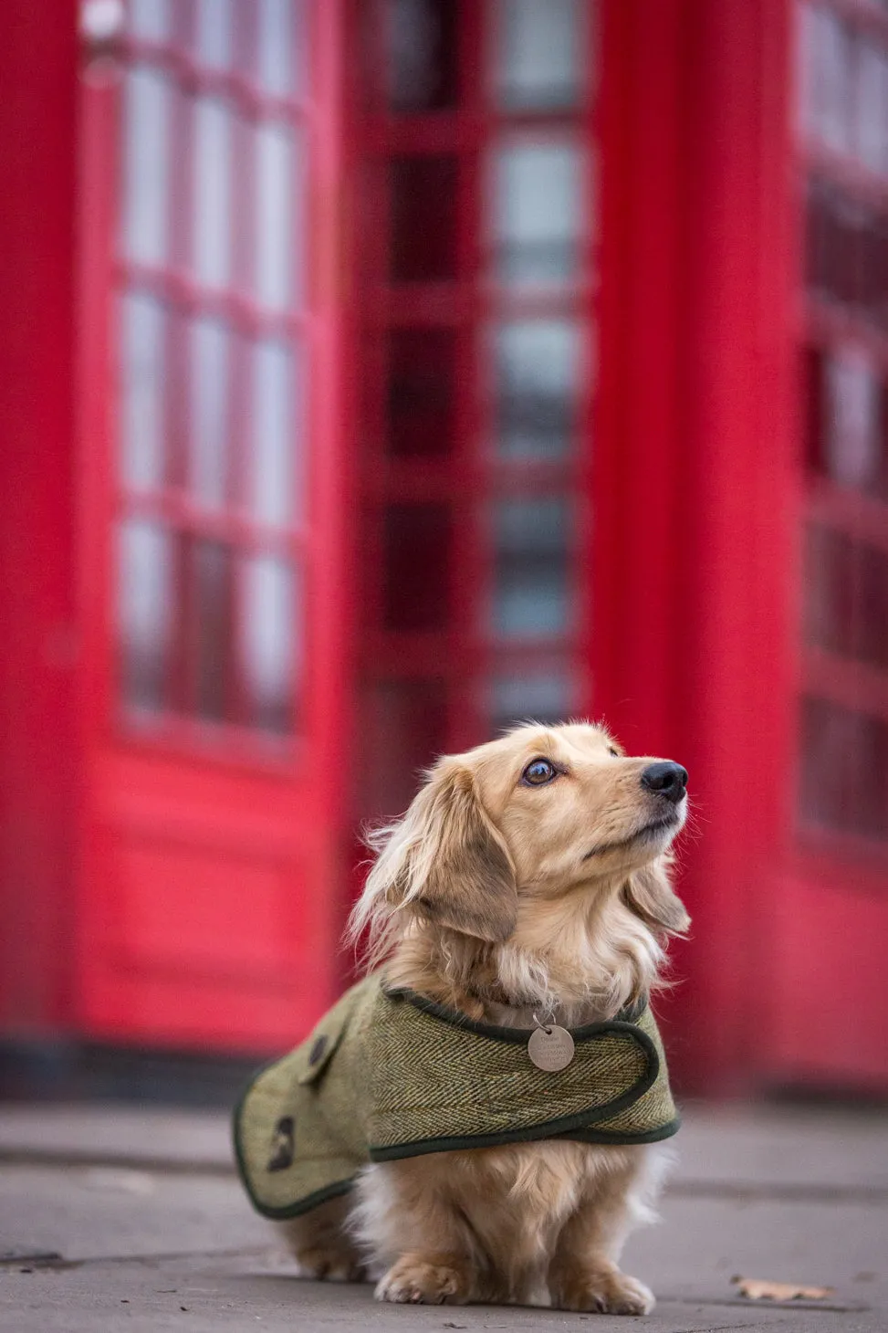 Tweed Dachshund Coat